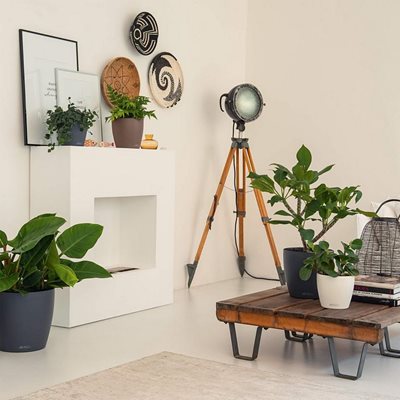 כד קלסיקו קולור