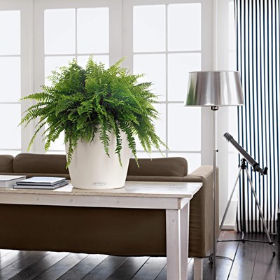 קלסיקו קולור 35