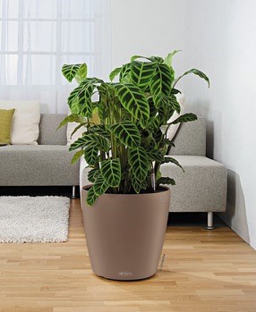 קלסיקו קולור 43