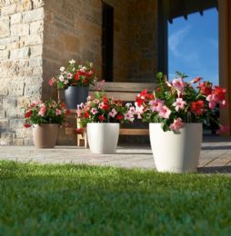 כד קלסיקו קולור