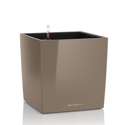 קפוצ'ינו מבריק