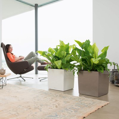 קיוב פרימיום 40