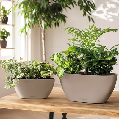 כד נביו - NAVIO