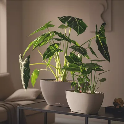 כד נביו - NAVIO