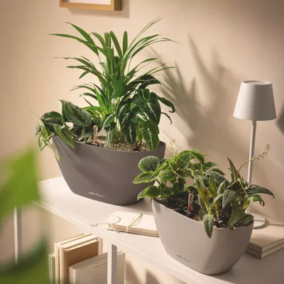 כד נביו - NAVIO