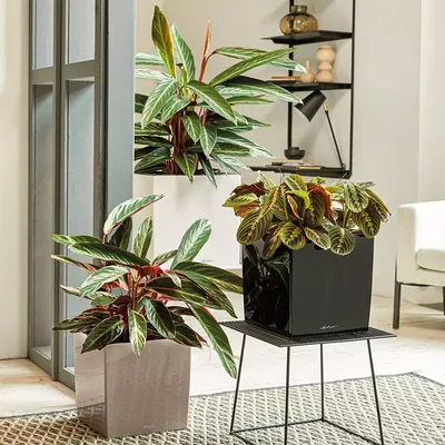 כד קיוב פרימיום